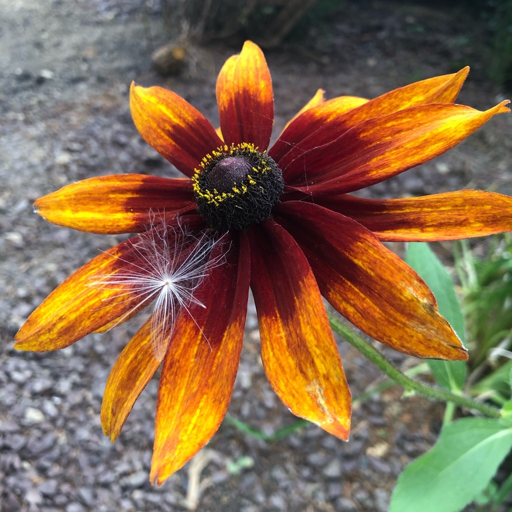 Meet your Posher, Sondra